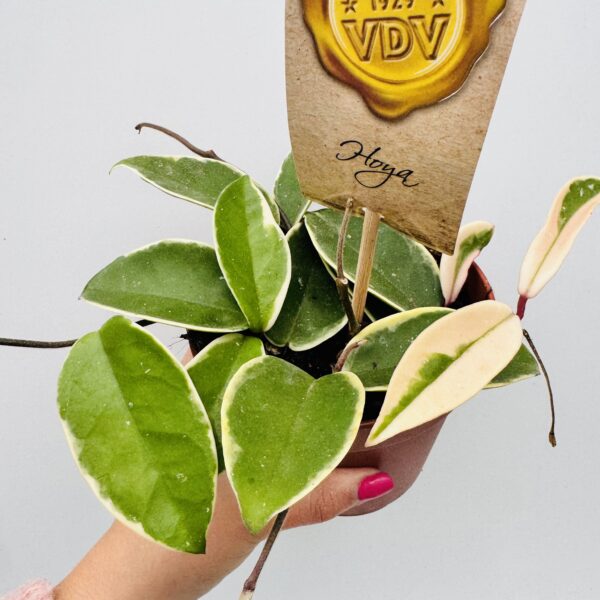 Hoya carnosa krimson queen