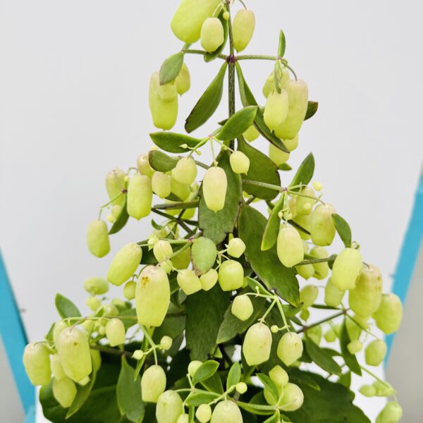 Kalanchoe magic bell