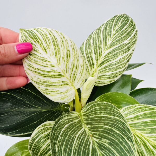 Philodendron white wave