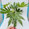 Fatsia japonica variegata