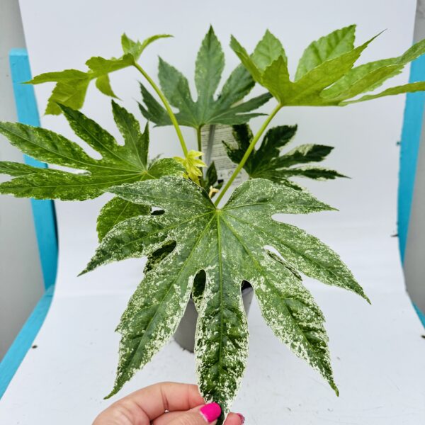 Fatsia japonica variegata