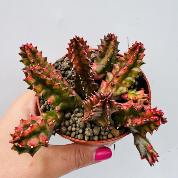 Stapelia zebrina variegata