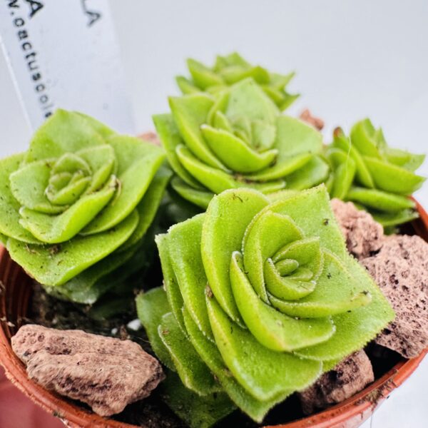 Crassula green pagoda