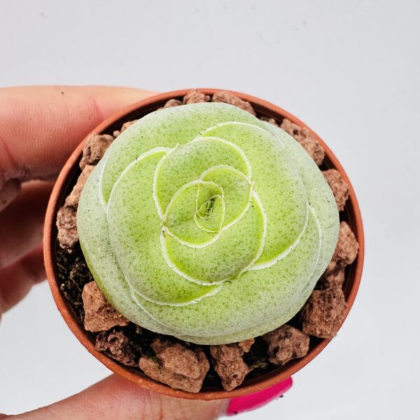 Crassula hemisphaerica