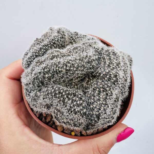 Lobivia densispina cristata