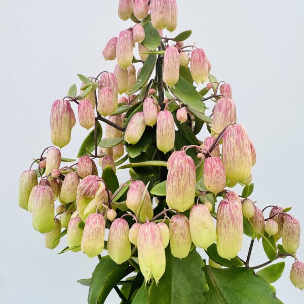 Kalanchoe magic bell