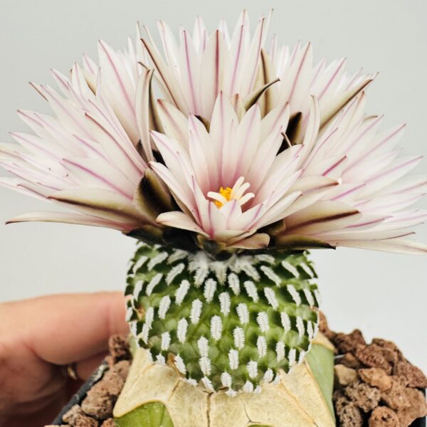 Turbinicarpus pseudopectinatus