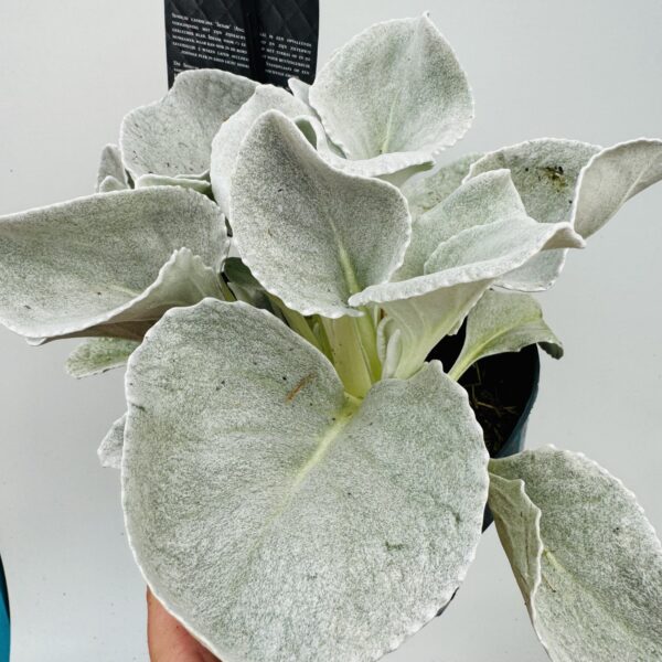 Senecio candicans “Alas de ángel”