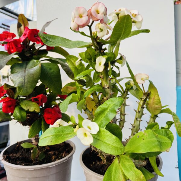 Euphorbia milii siraya “espina de Cristo gigante”