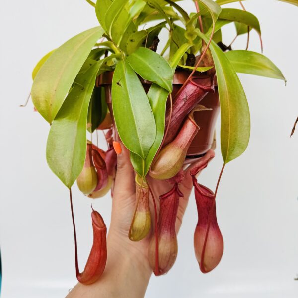Carnívora Nepenthes