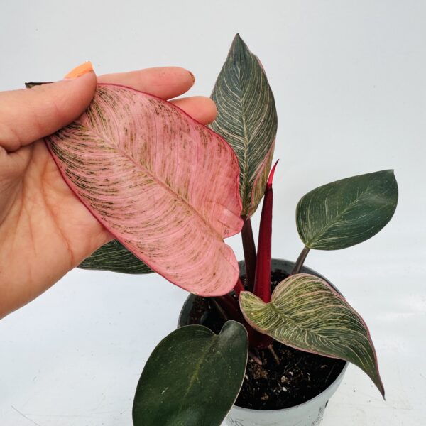 Philodendron pink birkin