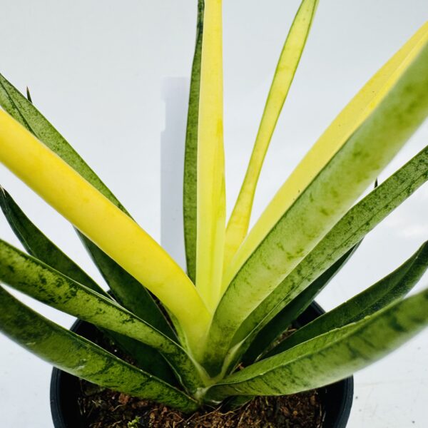 Sanseviera comet chrysanta lemon