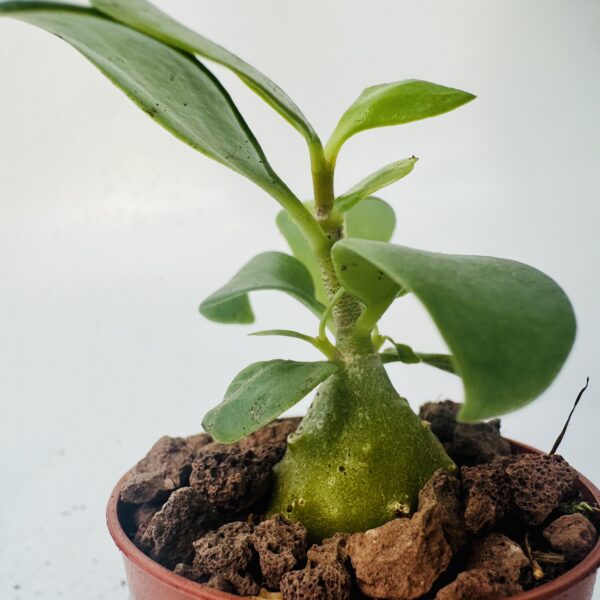 Hydnophytum papuanum