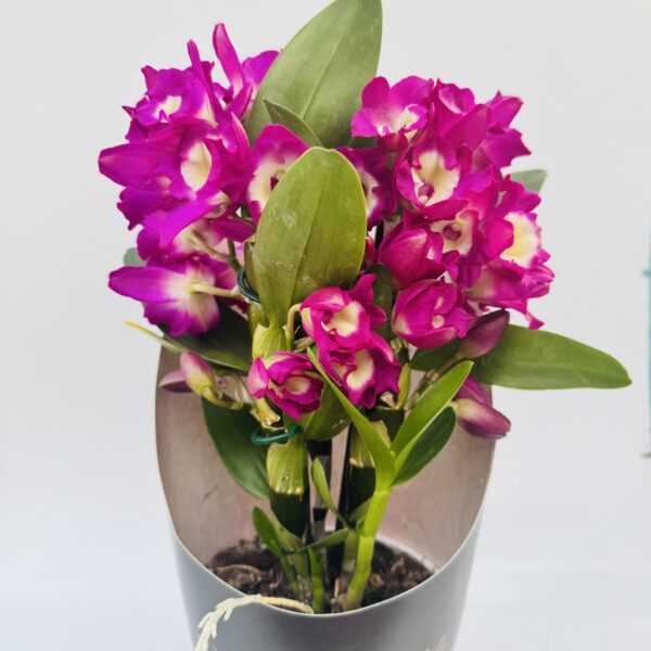 Dendrobium nobile Bouquet Purple rain