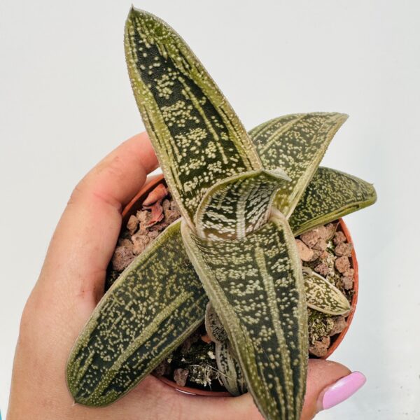 Gasteria little warty