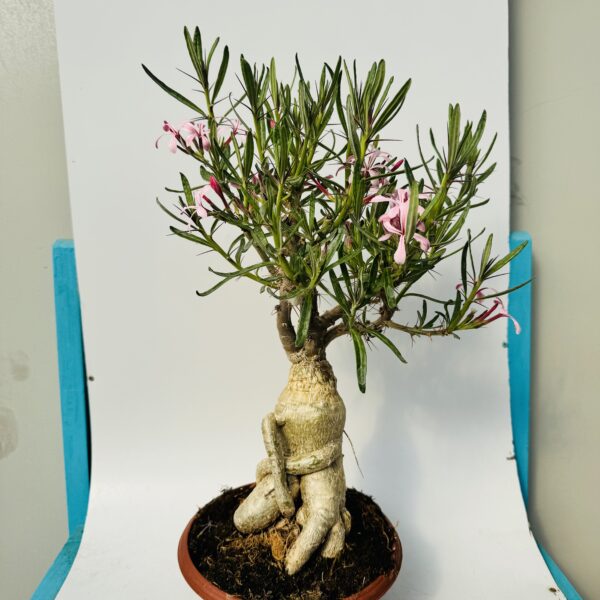 Pachypodium succulentum