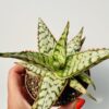 Aloe carola