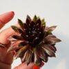 Sempervivum arachnoideum red cobweb
