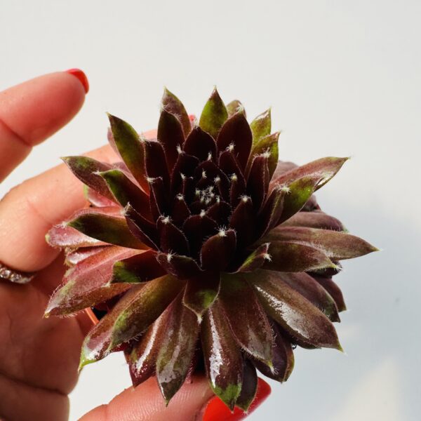 Sempervivum arachnoideum red cobweb