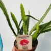 Epiphyllum red tip