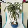 Bonsai araucaria heterophylla