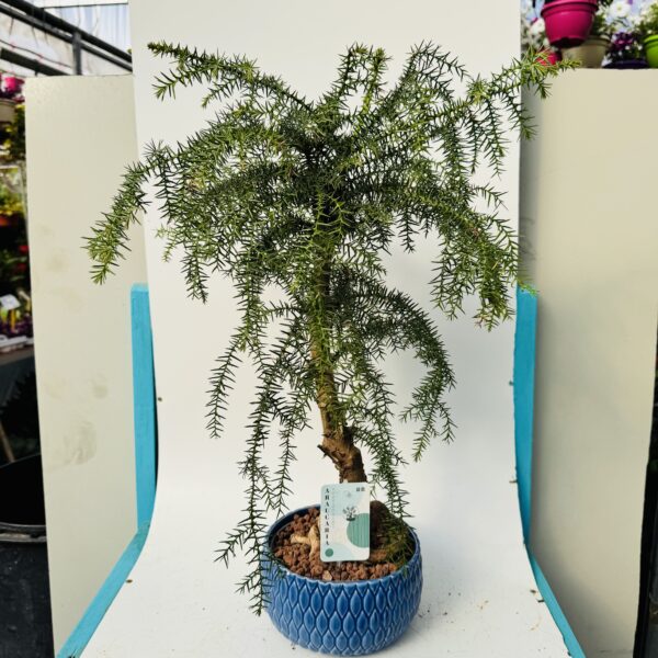 Bonsai araucaria heterophylla