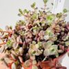 Sedum cyaneum rosenteppich red