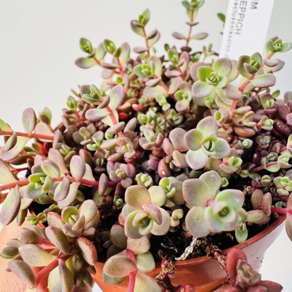 Sedum cyaneum rosenteppich red