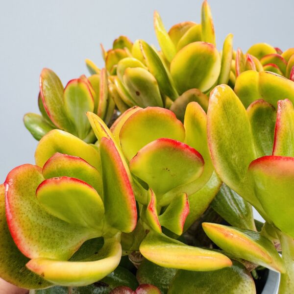 Arbol de Jade Hummel’s sunset (Crassula ovata)
