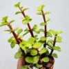 Portulacaria Afra, árbol de la abundancia