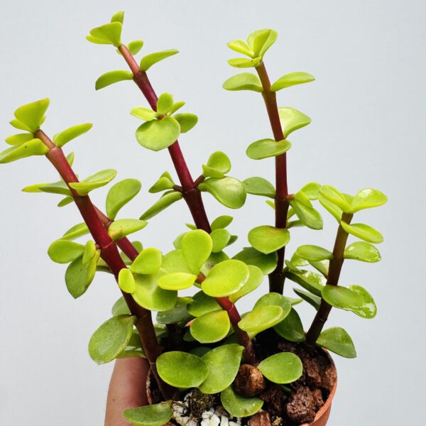 Portulacaria Afra, árbol de la abundancia