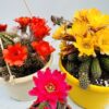 Chamaecereus silvestrii “Cactus cacahuete”