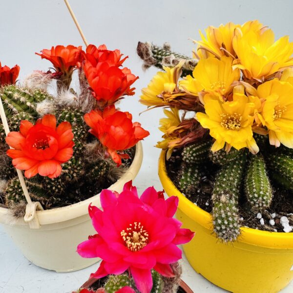 Chamaecereus silvestrii “Cactus cacahuete”