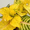 Iresine herbstii yellow