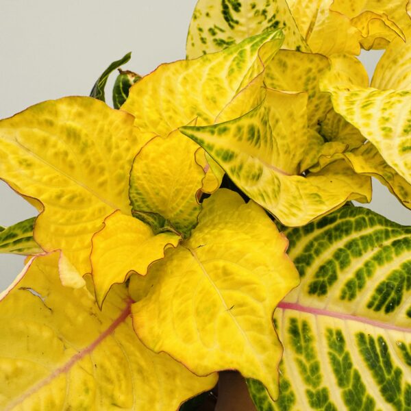 Iresine herbstii yellow