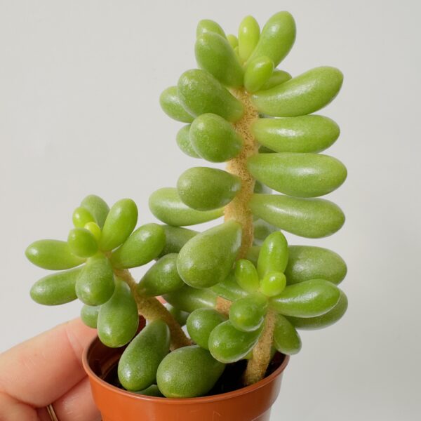 Sedum hernandezii