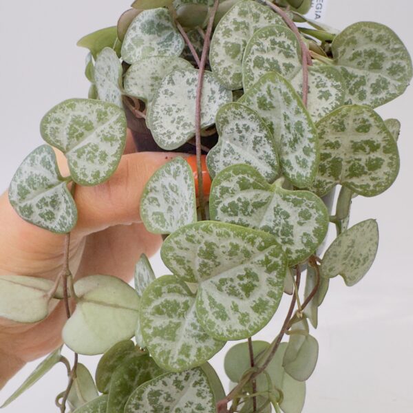 Ceropegia woodii “Collar de corazones”