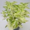 Euphorbia tithymaloides variegata