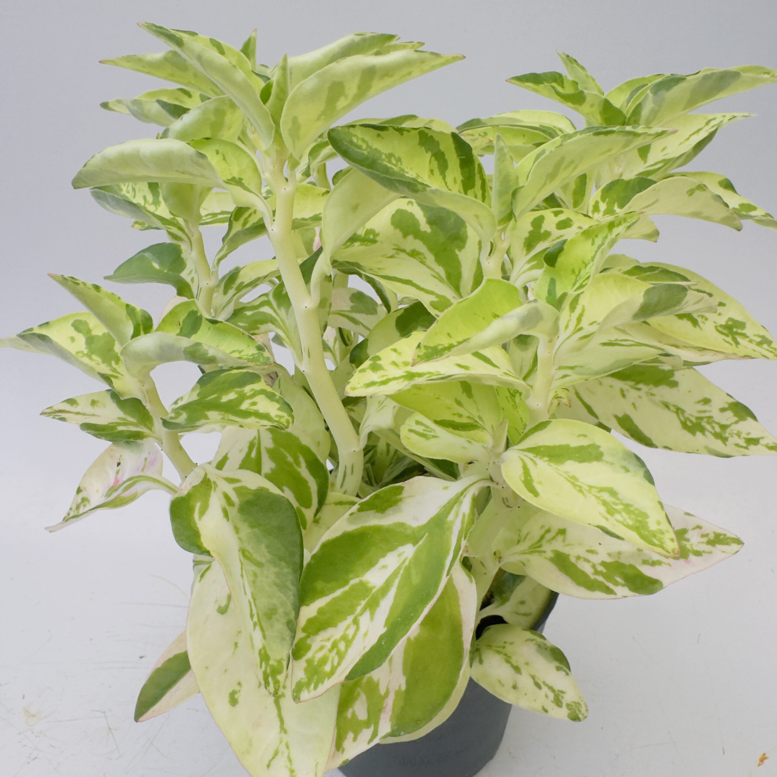 Euphorbia tithymaloides variegata