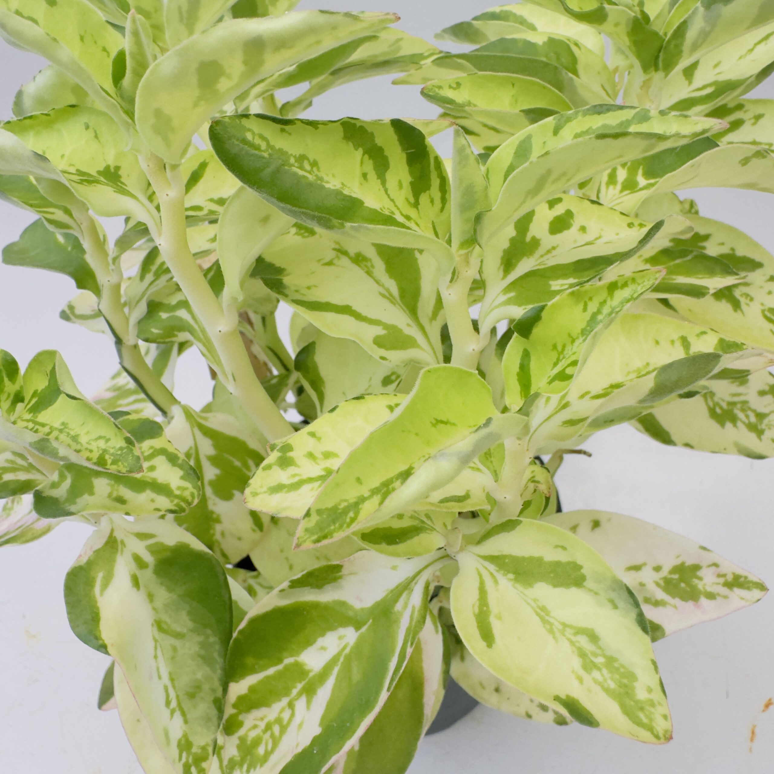 Euphorbia tithymaloides variegata - Imagen 4