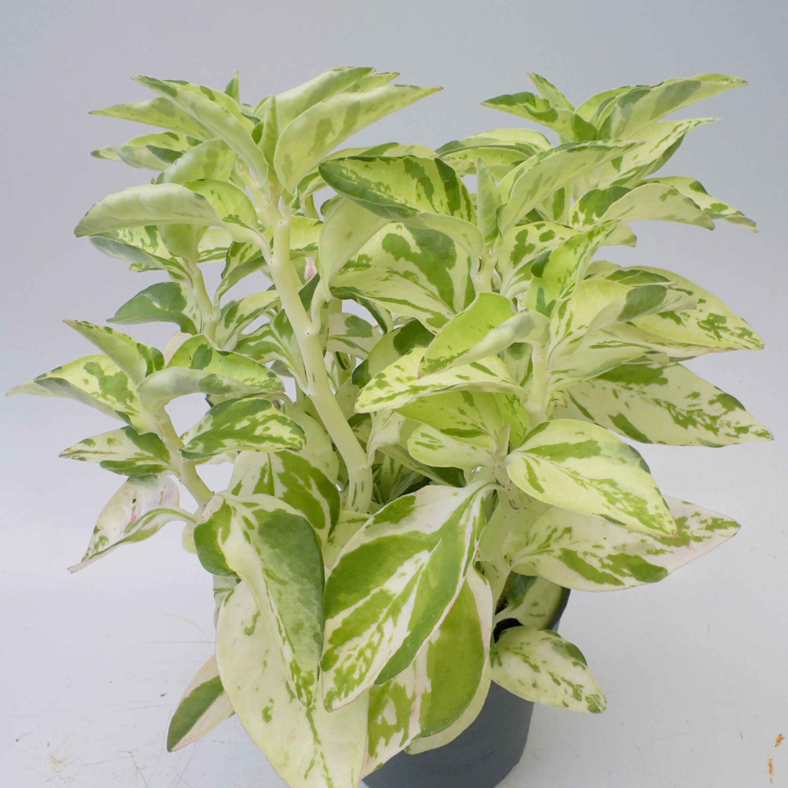 Euphorbia tithymaloides variegata - Imagen 5