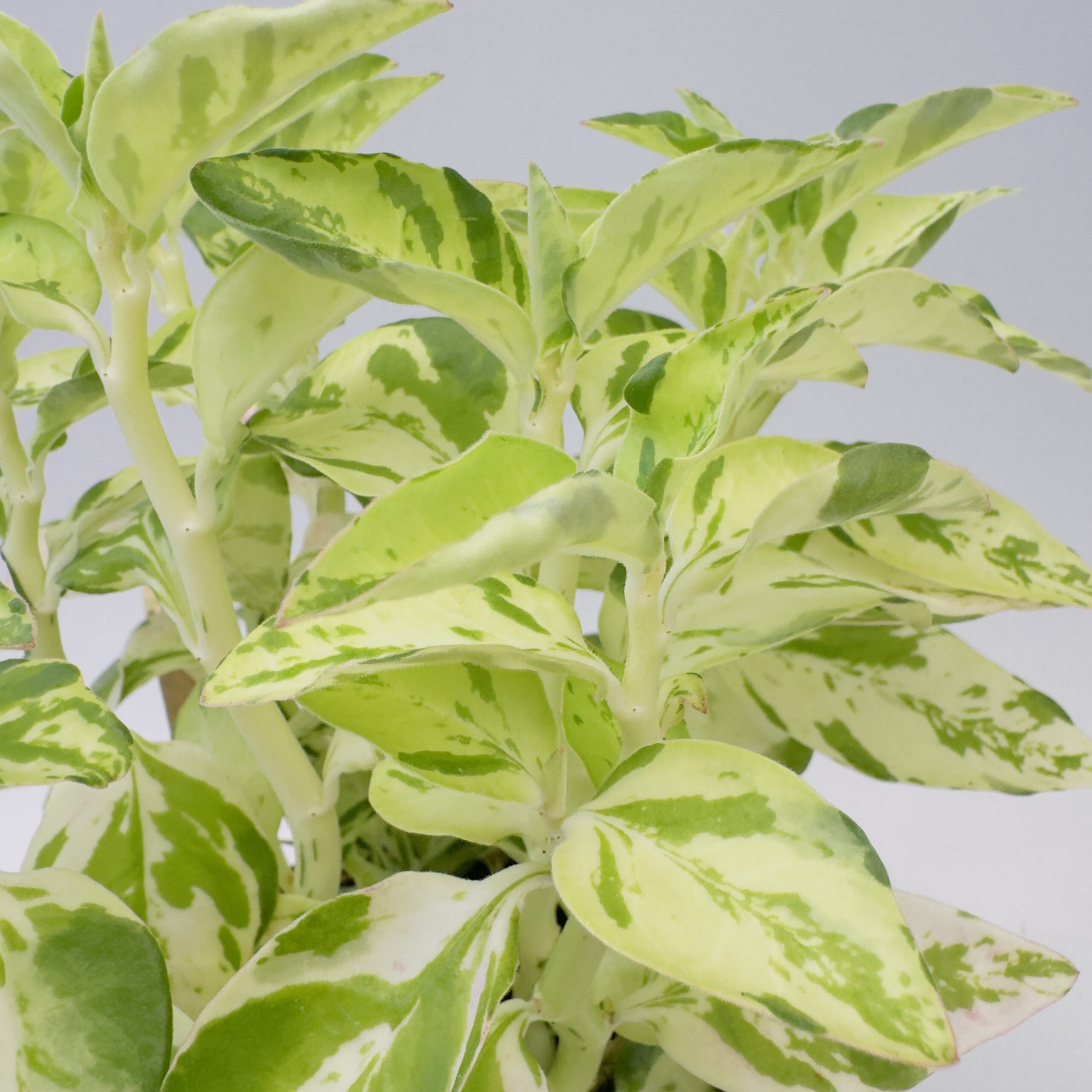 Euphorbia tithymaloides variegata - Imagen 2