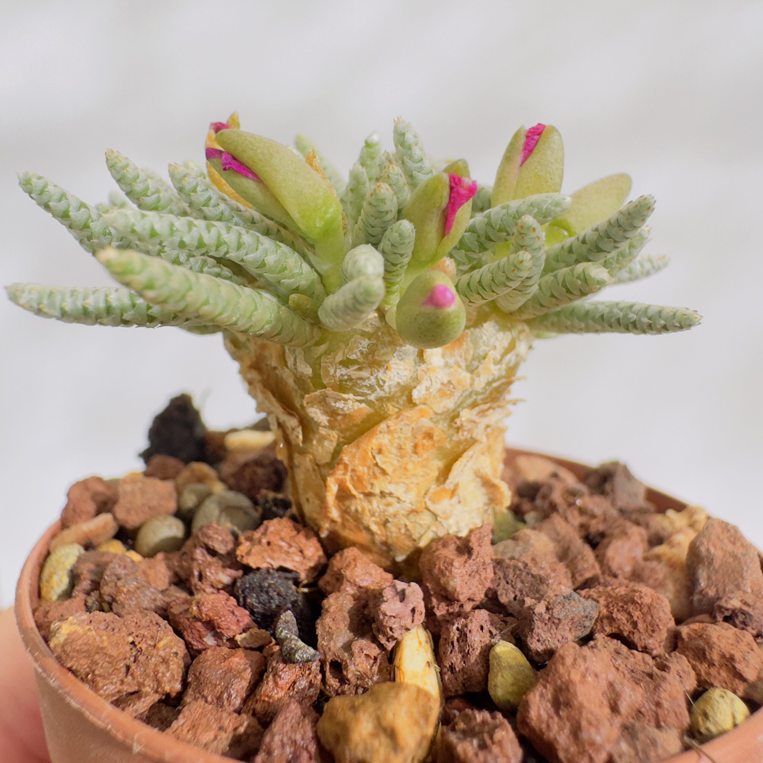 Avonia quinaria - Imagen 2