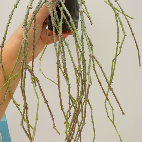 Cynanchum marnierianum