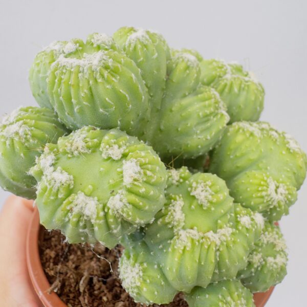 Cereus repandus monstruosa