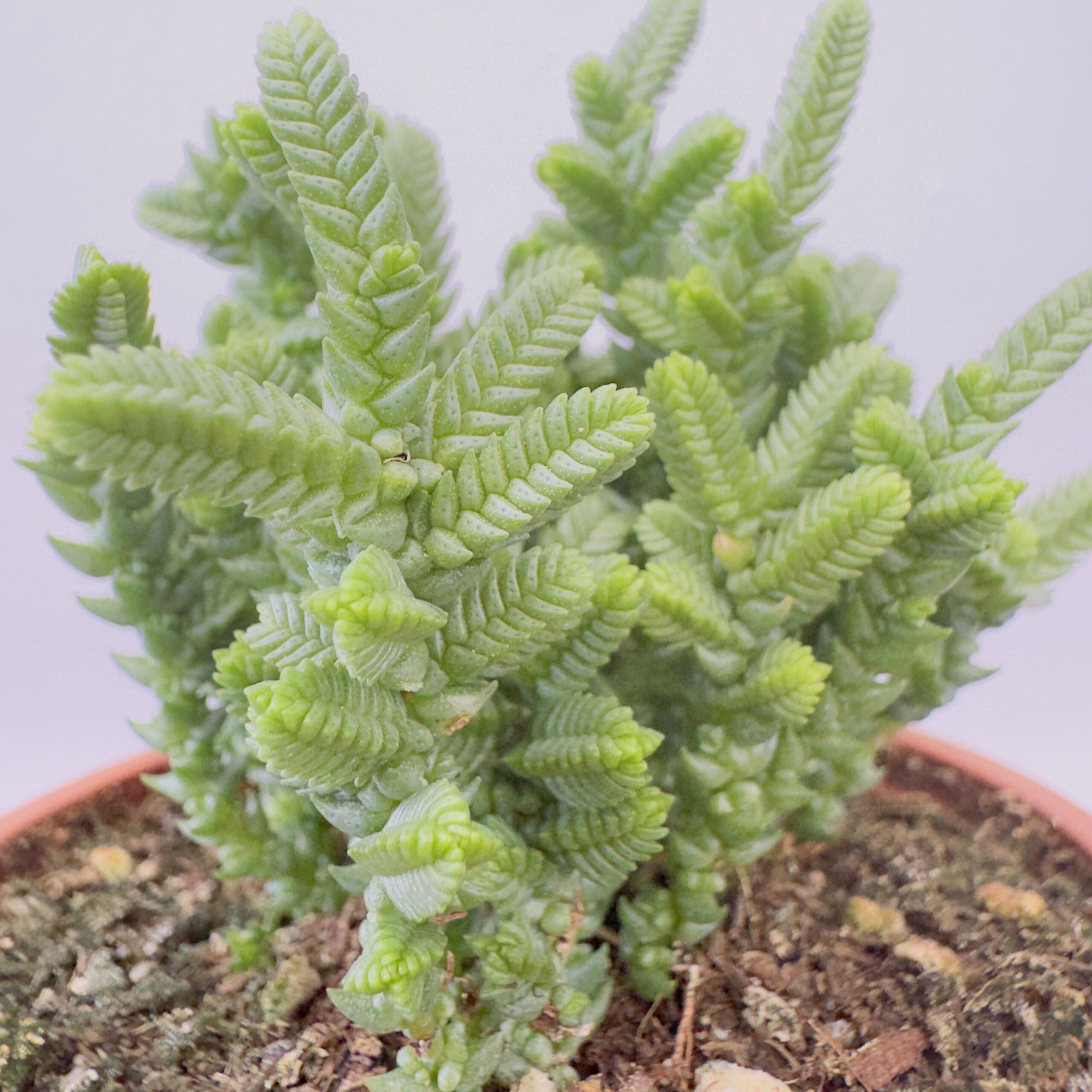 Crassula lucopoides - Imagen 3