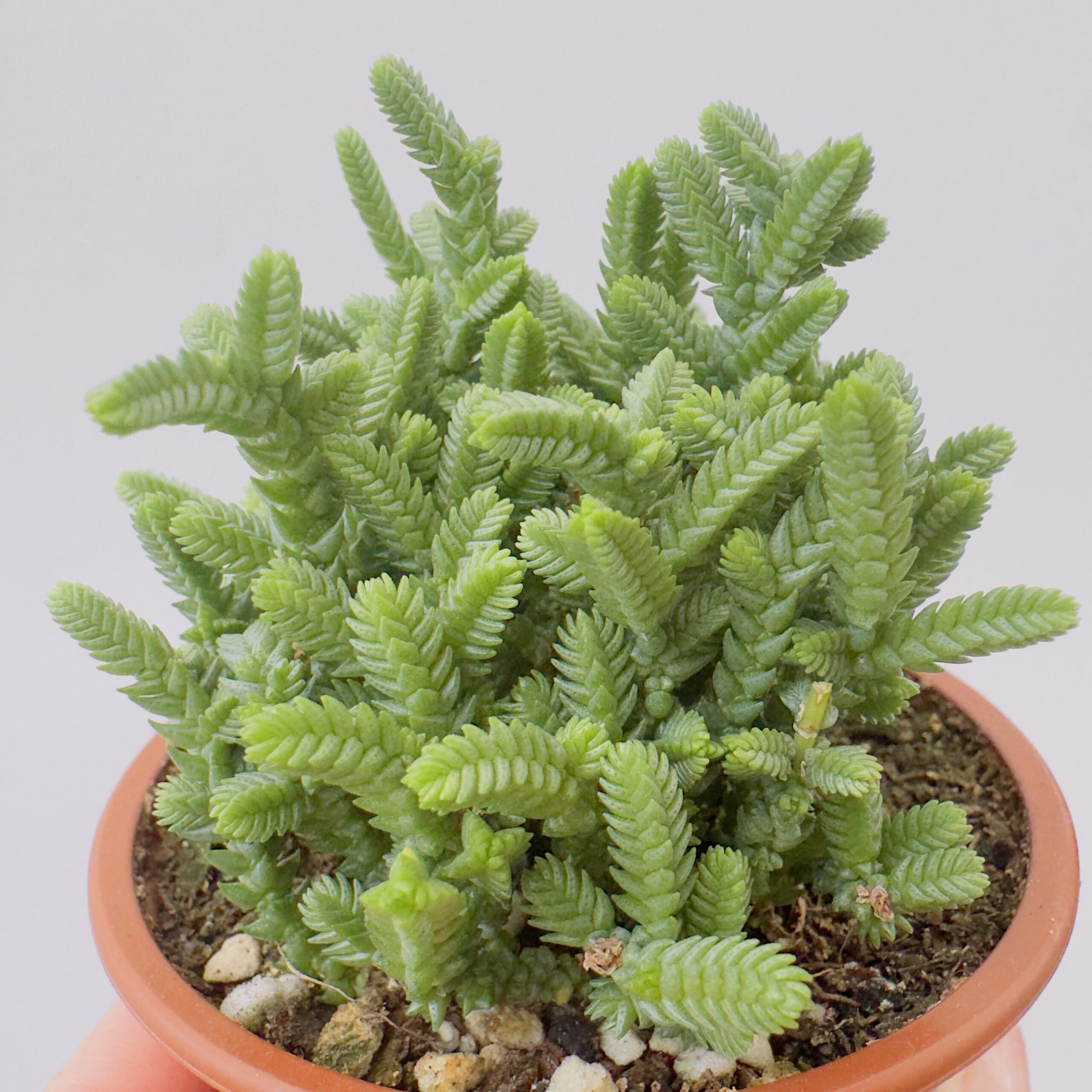 Crassula lucopoides - Imagen 2