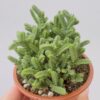 Crassula lucopoides