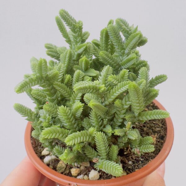 Crassula lucopoides