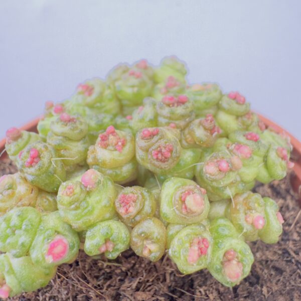 Mammillaria bocasana monstruosa